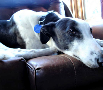 Individual Pet Cremation, Auckland New Zealand