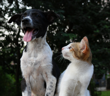 Communal Pet Cremation - Auckland, New Zealand